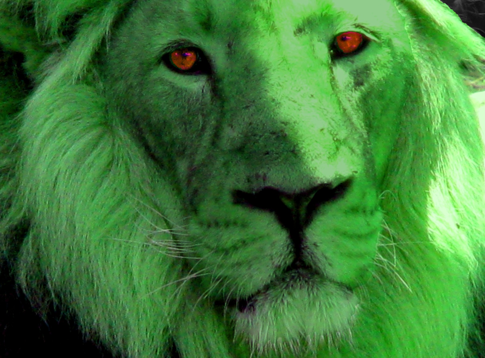 ShukerNature: GREEN LIONOR GREEN LEOPARD? ON THE TRACK OF