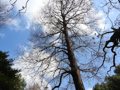 Bald Cypress