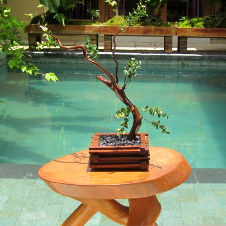 KAYA KAYU KOPI BALI BONSAI IMITASI