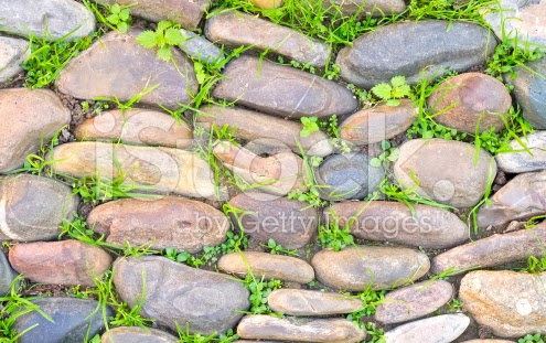 stone floor vegetation