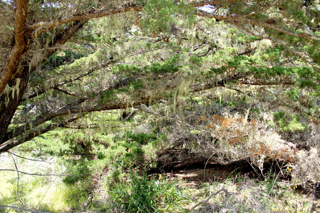 Point Lobos State Reserve, Cypress Trail, Headland Cove, Cypress Cove