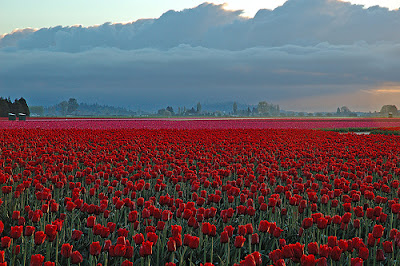 Skagit Valley Tulip Field In Early Morning, Washington