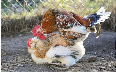 How Do Chickens Have Sex?