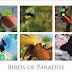 Postcards Received - Birds of Paradise