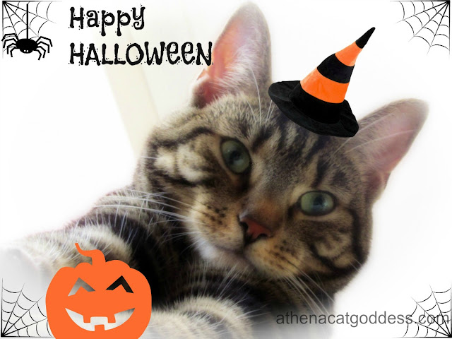 Halloween cat