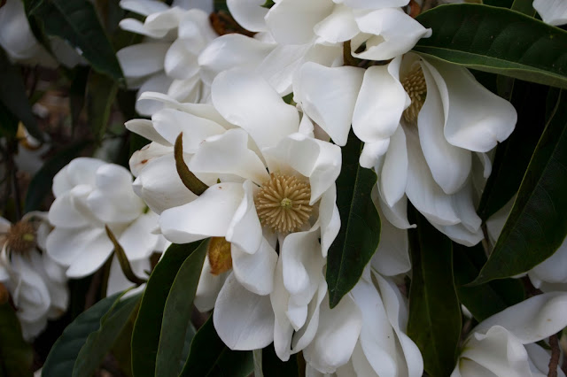 Magnolia doltsopa