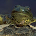 Amphibians