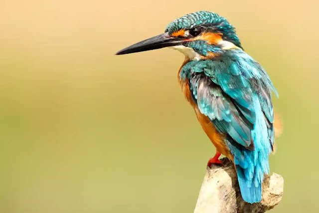 26 Most Colorful Birds In The World