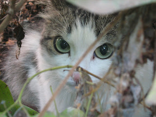 Hiding Shy Cat