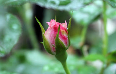 バラ　ミンク　白い花にピンクの縁どりがいい感じ