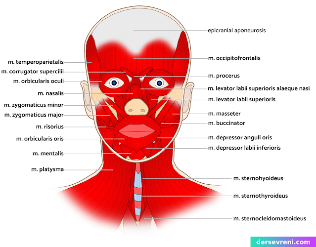 m. temperoparietalis m. corrugator supercilii m. orbicularis oculi m. nasalis m. zygomaticus major m. zygomaticus minor m. risorius m. orbicularis oris m. mentalis m. platysma m. occipitofrontalis m. procerus m. levator labii superioris m. masseter m. buccinator m. depressor anguli oris m. depressor labii inferiores m. strenohyoideus m. sternothyroideus m. levator labii superioris alaeque nasi