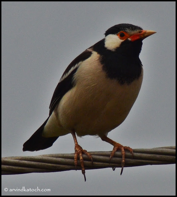 Pied Myna, Asian Pied Starling, Myna, Starling,