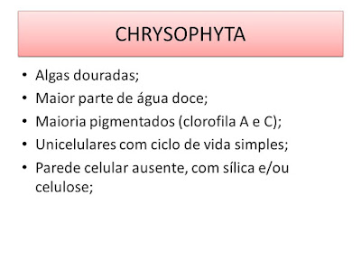 Protoctista 2: Algas