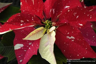 Poinsettia Desktop Wallpapers