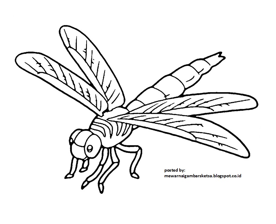 Mewarnai Gambar  Mewarnai Gambar  Sketsa Hewan  Capung  1