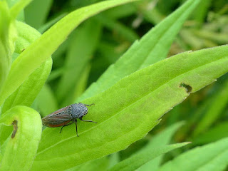 Cicadelle striée - Cuerna striata ou Cuerna septentrionalis