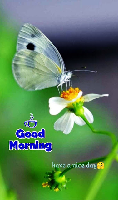 Nature Good Morning Images For Whatsapp Nature Good Morning Images For Whatsapp