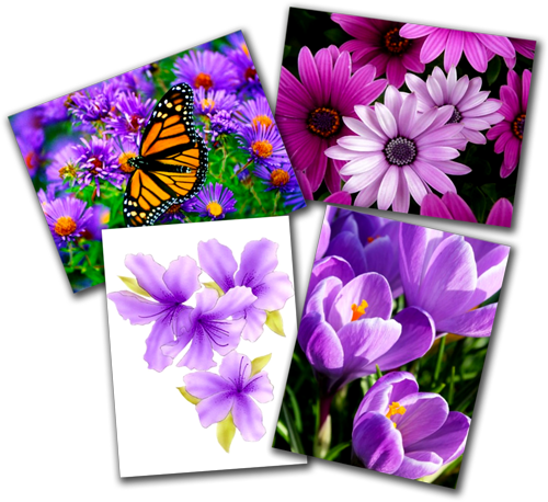  Purple Flowers Postcards