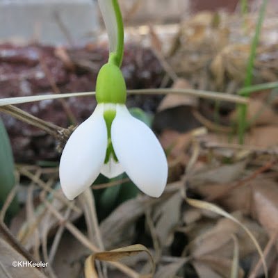 snowdrop flower