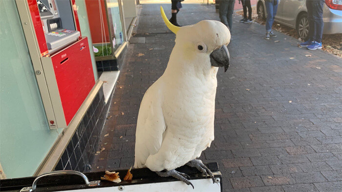 Clever Cockatoo Tore Down Anti-Bird Spikes And Threw Them To The Ground