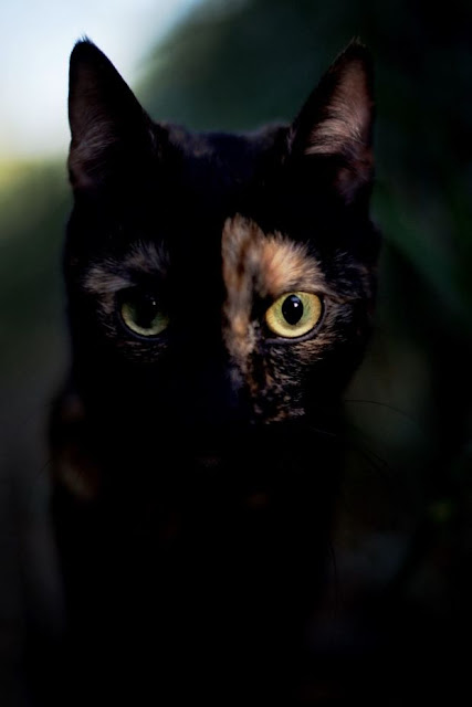 Belas fotos mostram por que você deve nunca deixe o gato em casa durante as suas férias