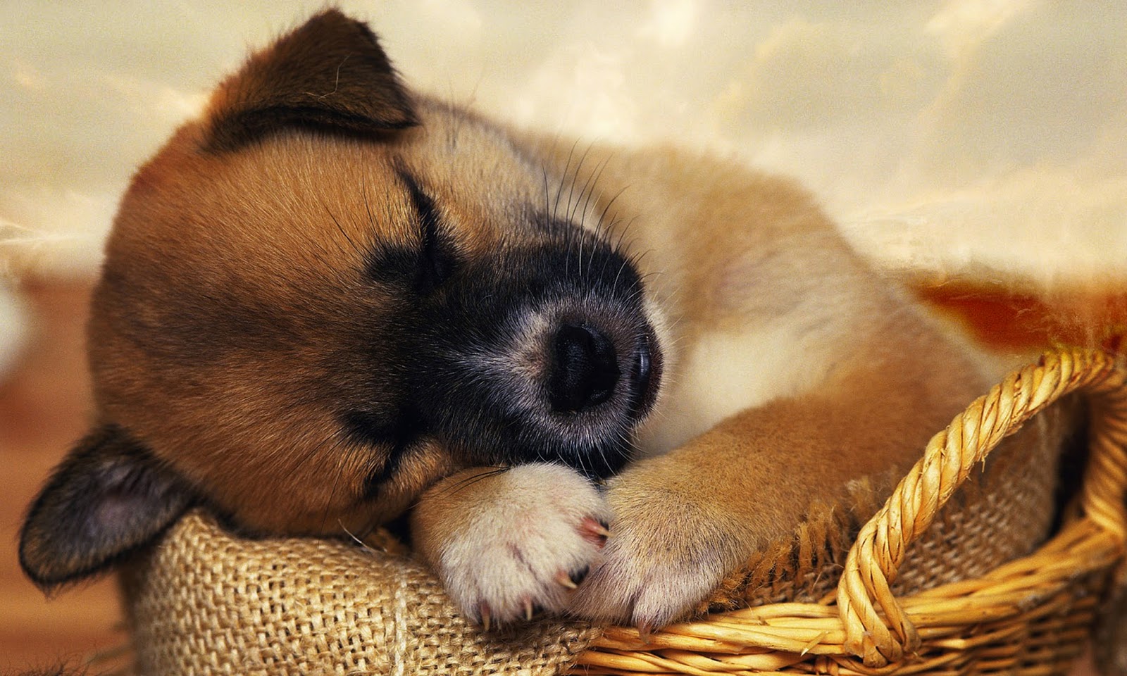  Puppy  Photography 1080p Wallpapers 