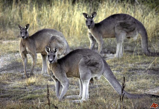 kangaroos in australia. A kangaroo is a marsupial from