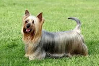 Australian Silky Terrier