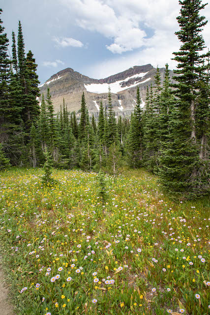 Mount Siyeh and wildflowers along Piegan Pass Trail