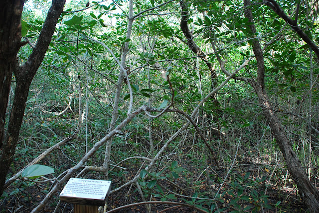 Delnor-Wiggins Pass State Park