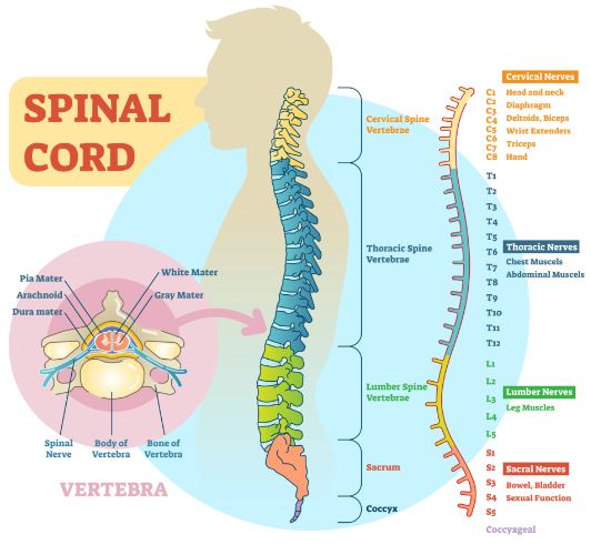bagian-bagian sumsum tulang belakang, fungsi masing-masing, serta peran pentingnya dalam menjaga fungsi tubuh manusia.