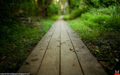 Beautiful Woody Track