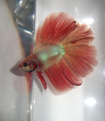 Betta splenden