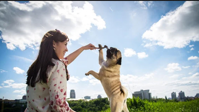 hotel de cachorro, hotel de pet, viagem com animais
