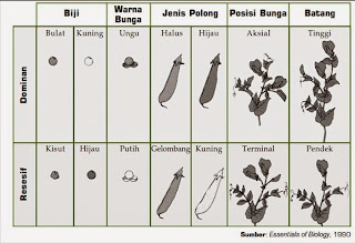 Materi Biologi : Pola-Pola Hereditas