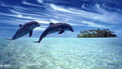 Dolphin-Couple-Jump-Jumping-3d-hd-Wallpapers