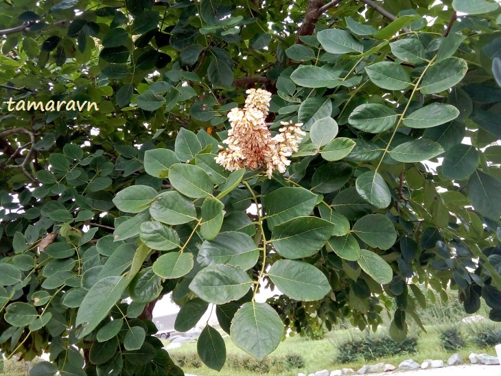 Маакия амурская (Maackia amurensis)