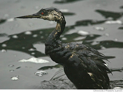 Oil Ship Accident, South Korea Effect on Birds 2008