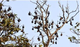 Roost ecology, population size, behavioral patterns and morphometric analysis of Indian flying fox (Pteropus medius; Temminck, 1825) in the Goalpara District of Assam, India