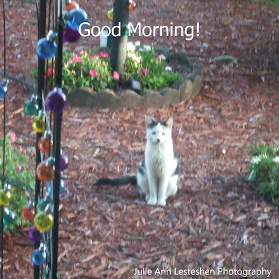 Mystic Elsie the welcoming Community Cat of Lakes at Leesburg