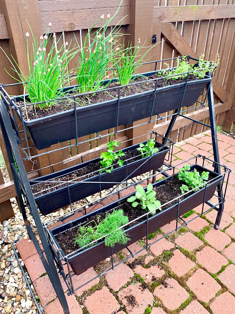 A picture of an herb garden in a free standing garden with three shelves