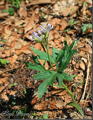AC_WildGeranium