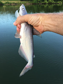 Blue Cat, Blue Catfish, Catfish