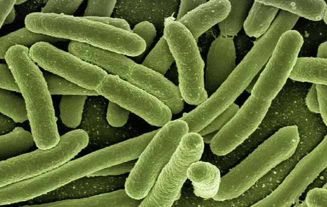 Il batterio Escherichia coli