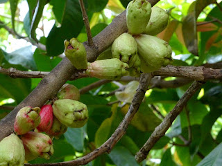 Syzygium malaccense - Jambosier rouge - Jambose