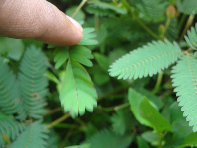 Thottavadi or Mimosa pudica