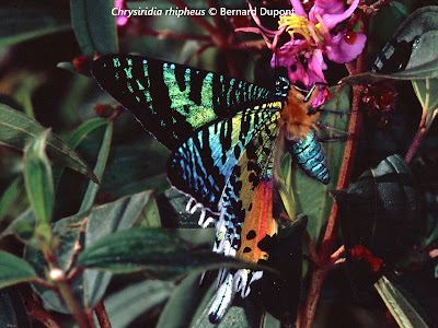 Polilla de Madagascar, con alas multicolor comiendo del néctar de una flor.