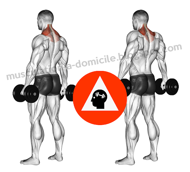 exercice musculation trapèzes haussement épaules shrugs