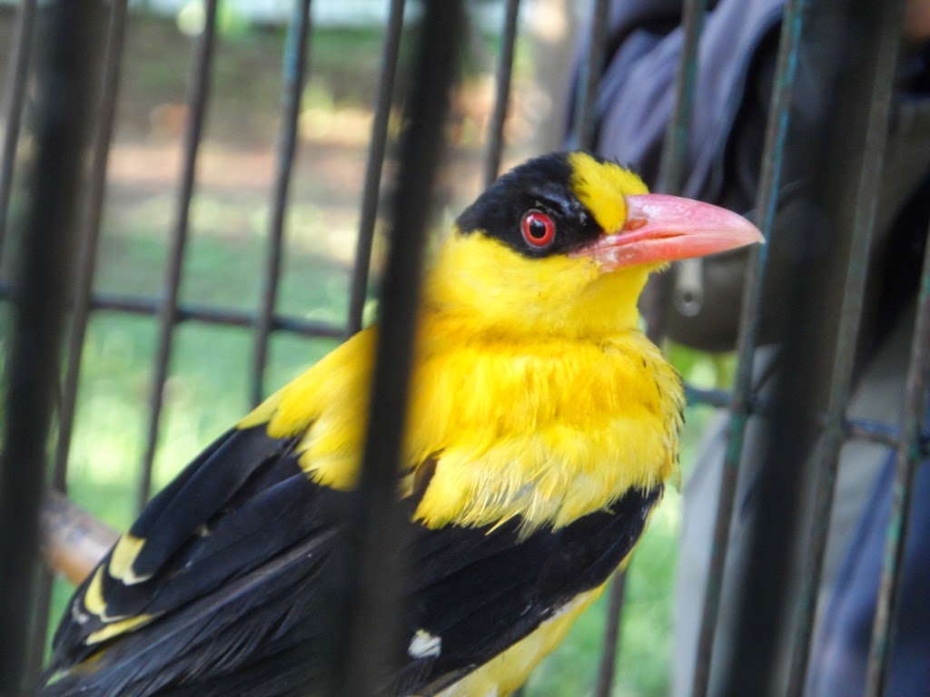 Gambar Burung Kepodang 