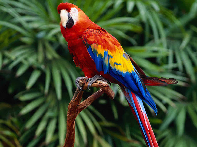 Beautiful Parrots